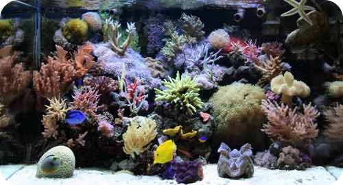 Decoratie